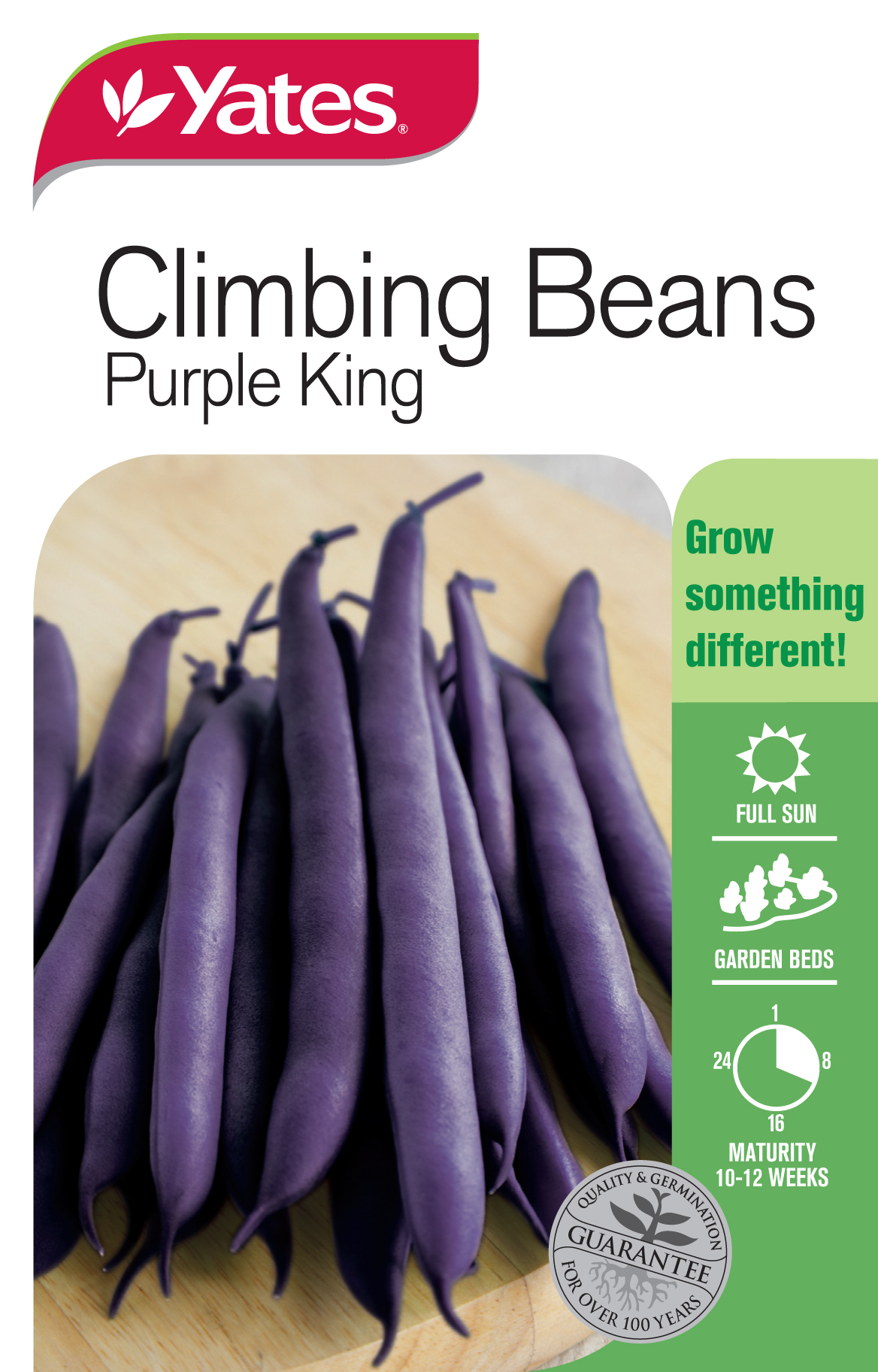 Climbing Beans 'Purple King'