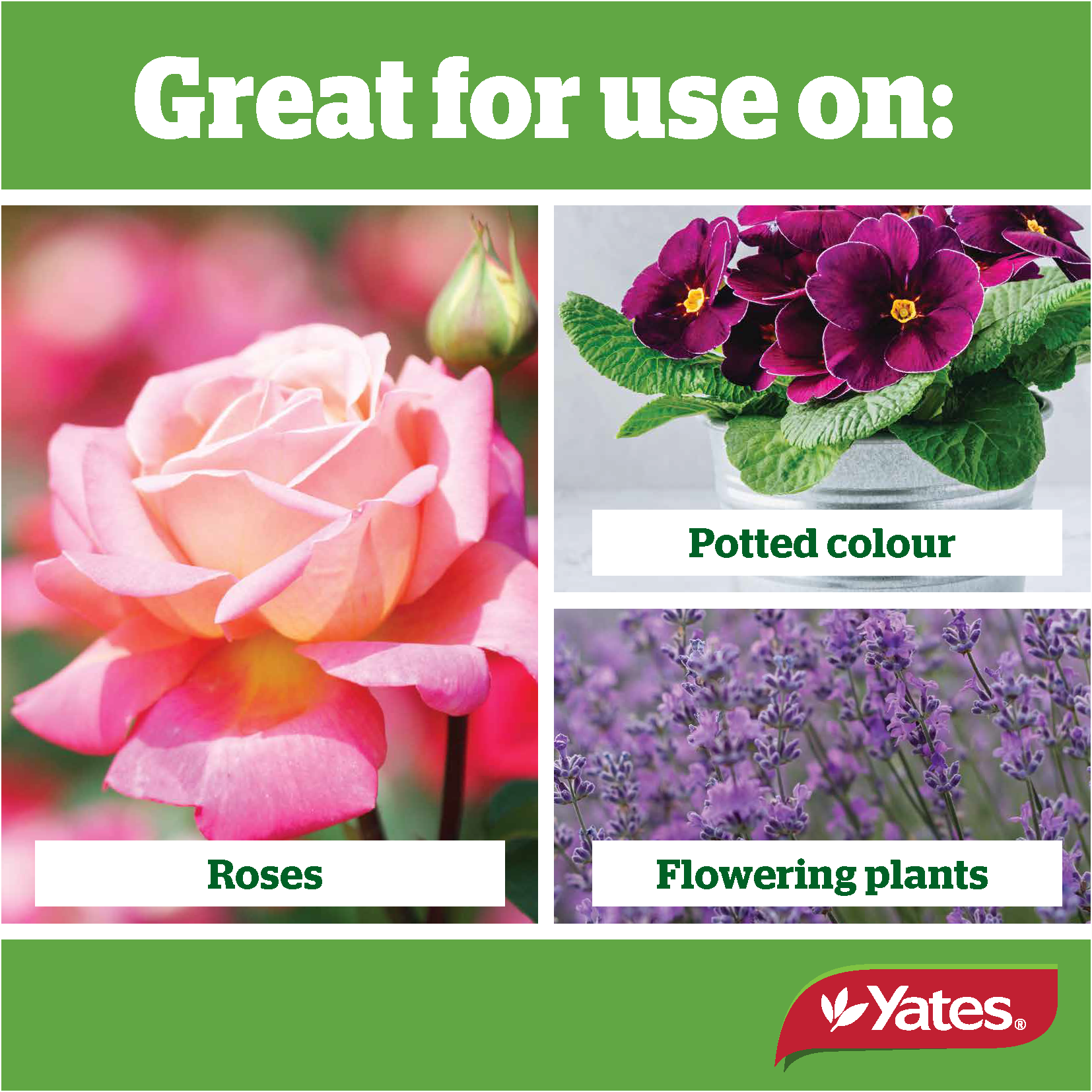 Thrive Naturals Rosesflowers V2 Png Page 4