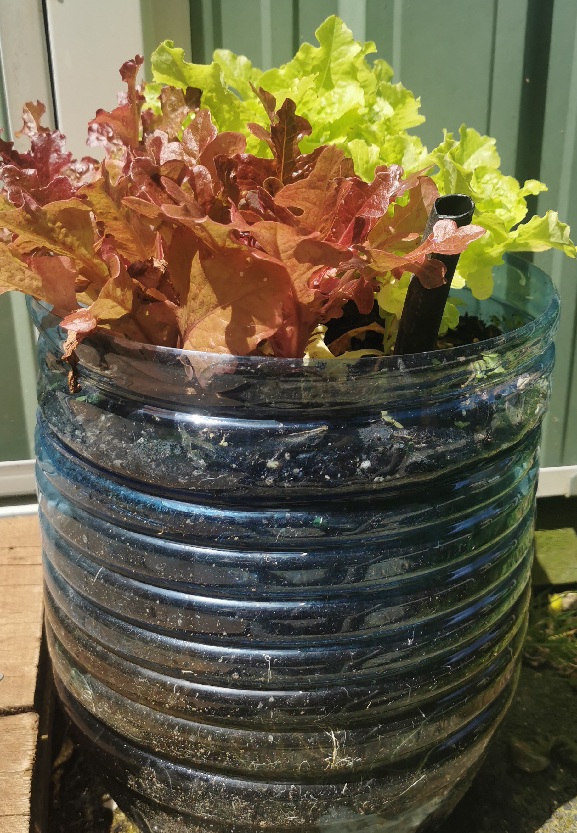 Herbs, leafy greens and inter/under plantings. 