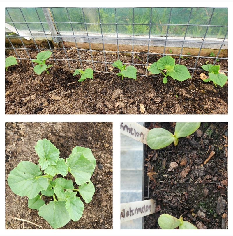 No Watermelons For Us