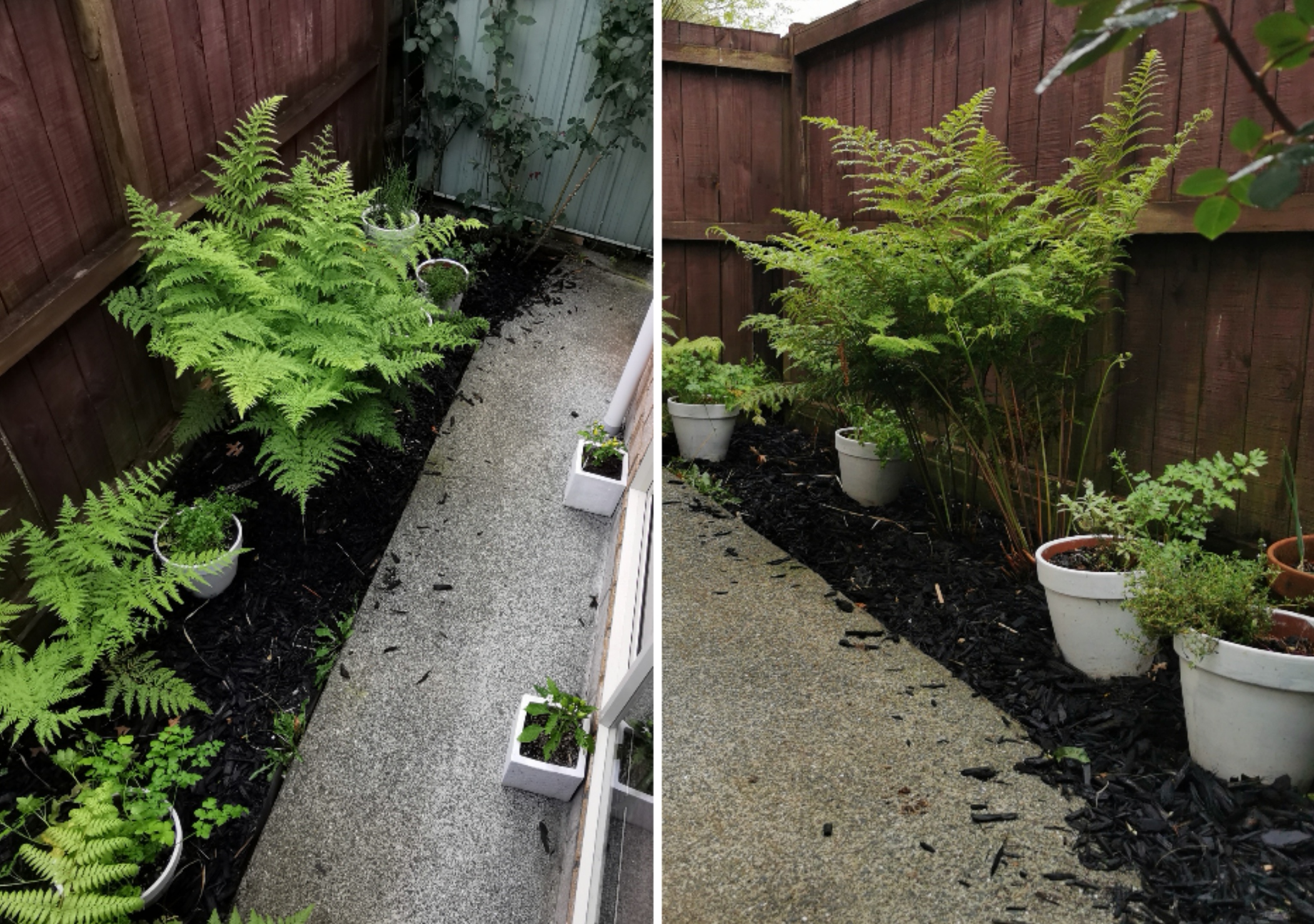 A walk around the garden 1