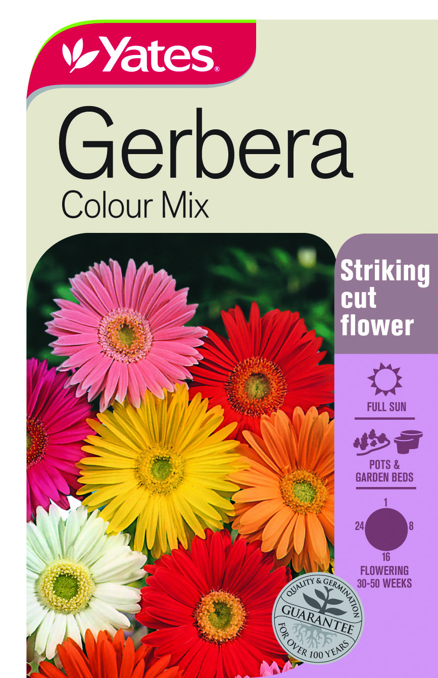 Gerbera 'Colour Mix'