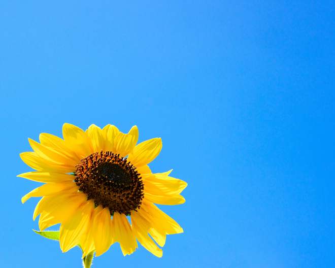 Protect your Garden in a Heatwave