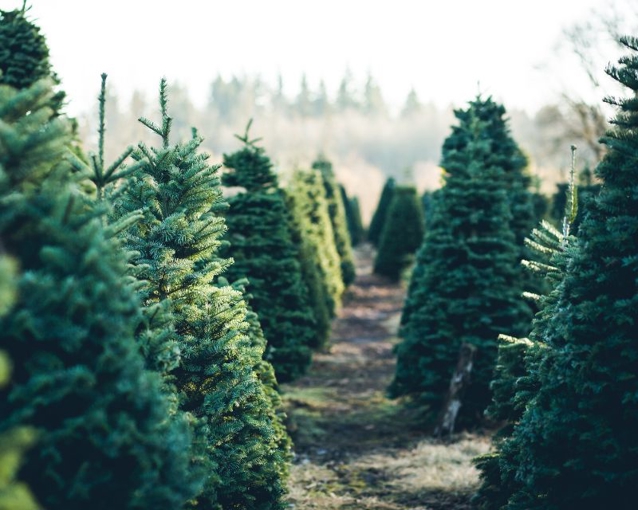 How to care for Christmas trees | Yates