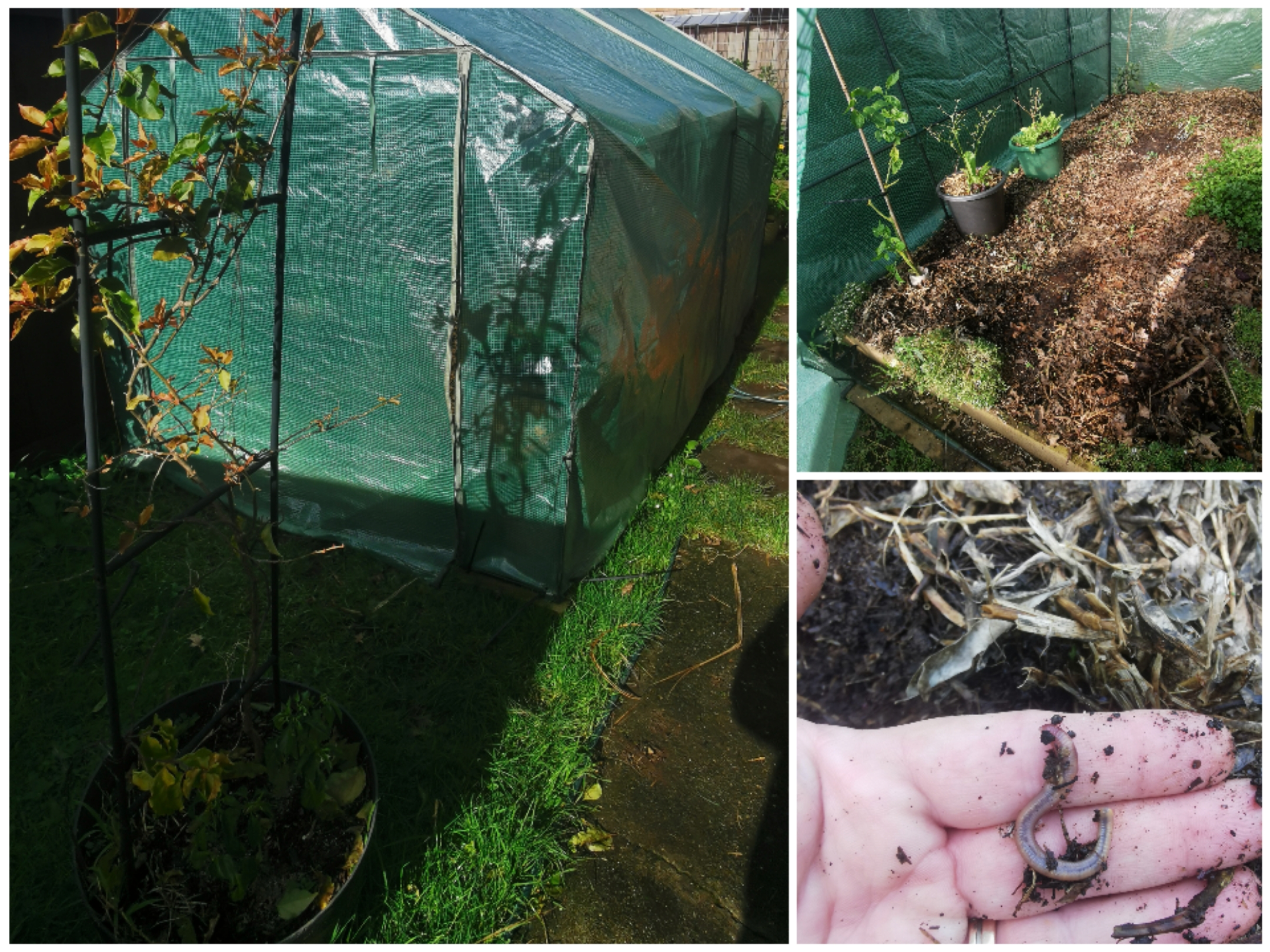 Letting the worms work. 