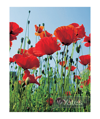 Poppy Flanders Red Product