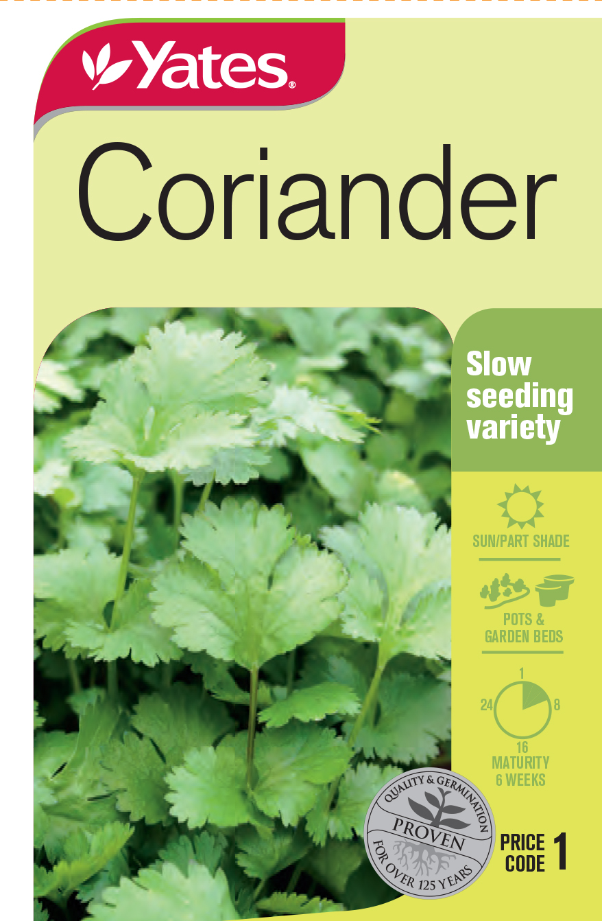 Coriander