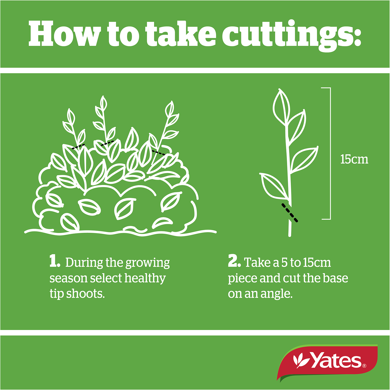 Yates Clonex Red Web V2 04