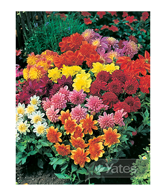 Dahlia Cinderella Product