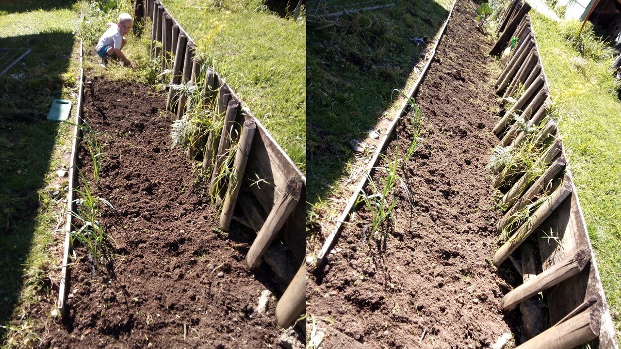 Weeding with my number one helper