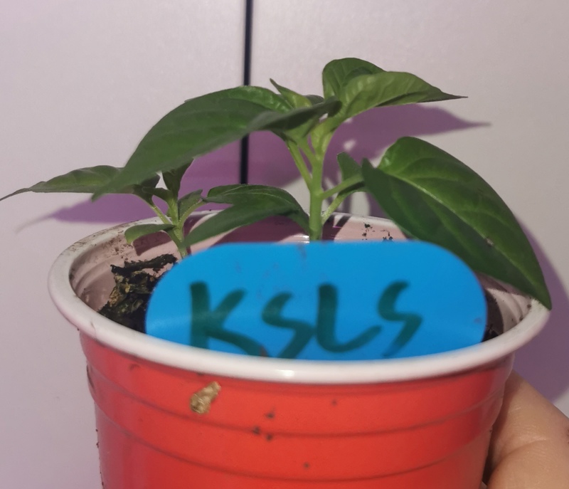 New Peppers KS??