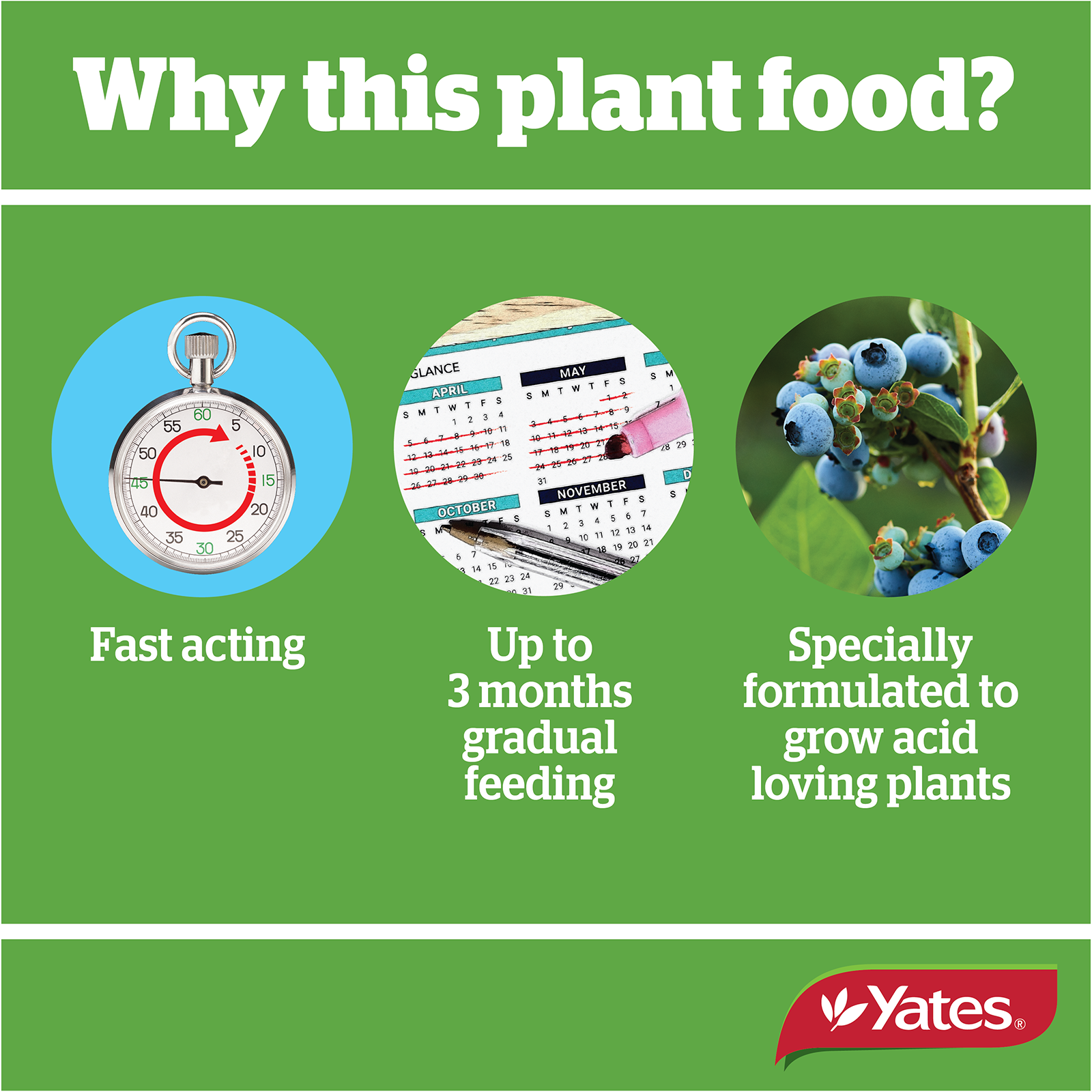 Yates Camelia Granulars V1 07