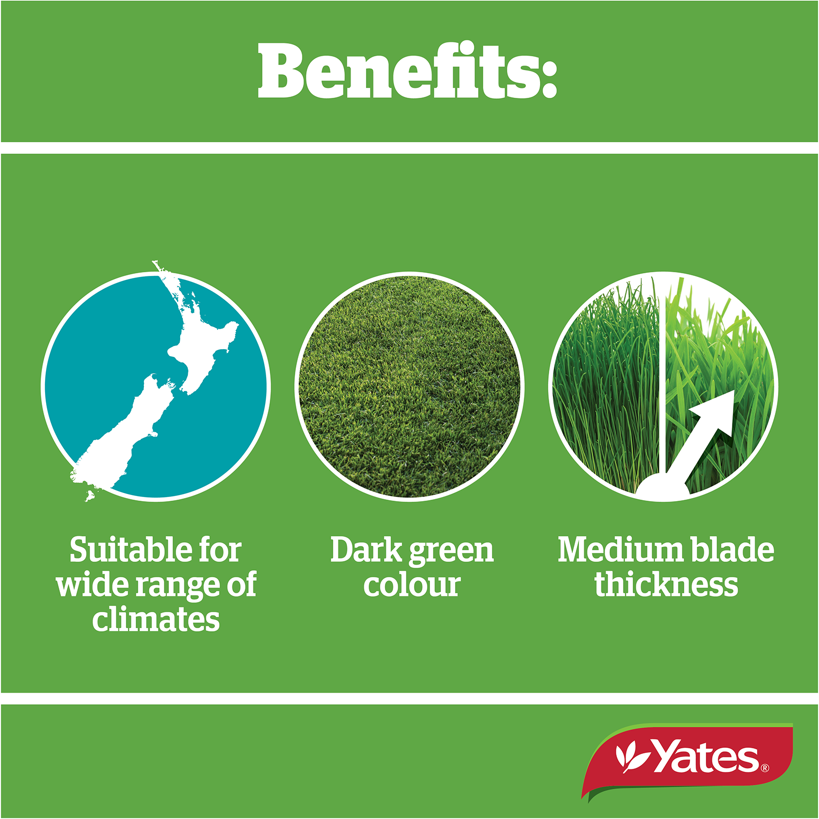 Yates Tall Fescue V2 03
