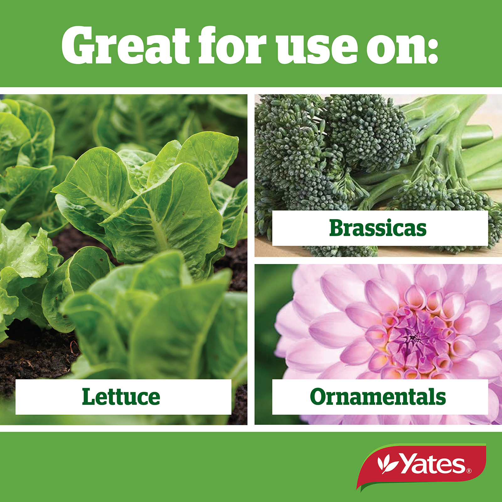 Yates Web Info SLUG AND NAIL 04