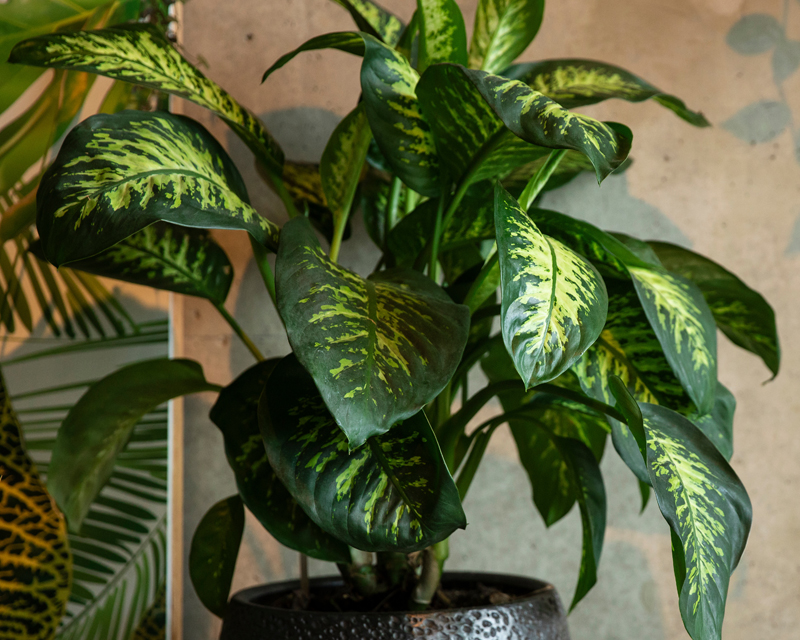 Dieffenbachia