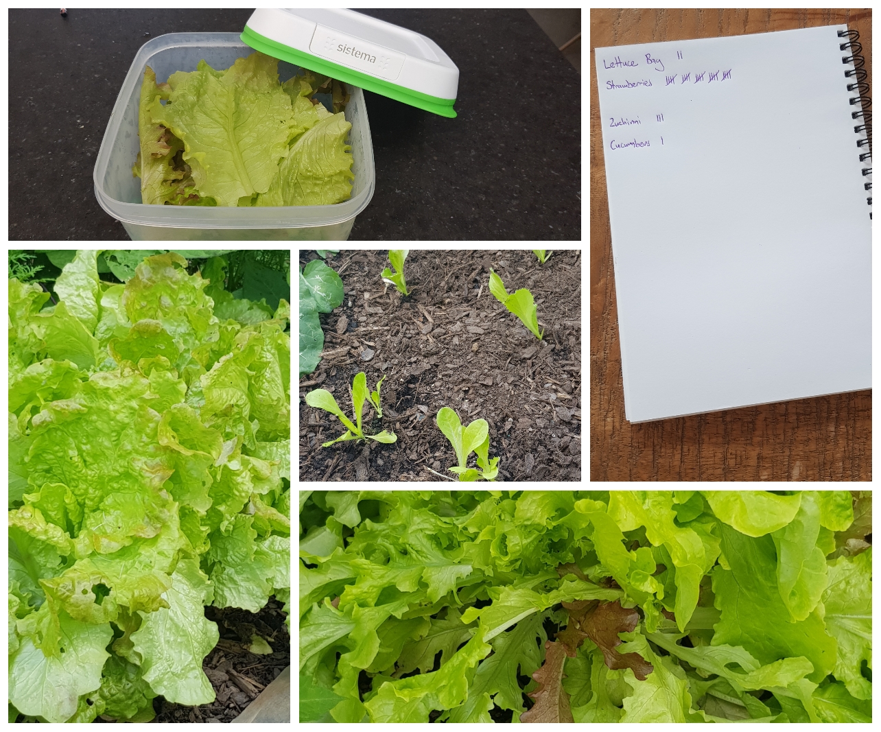 Lettuce See How Much We Save