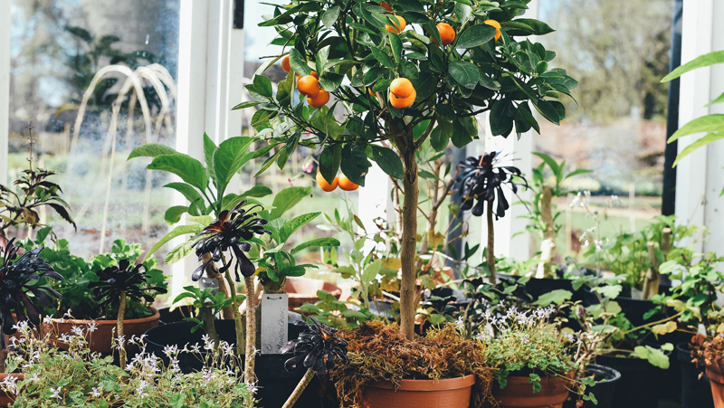 orange-tree-in-pot