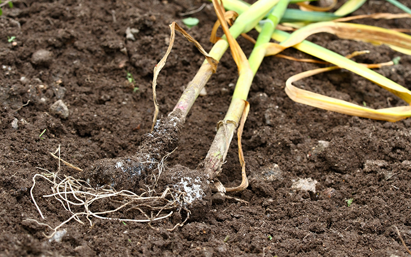 Garlic White Rot Thumb