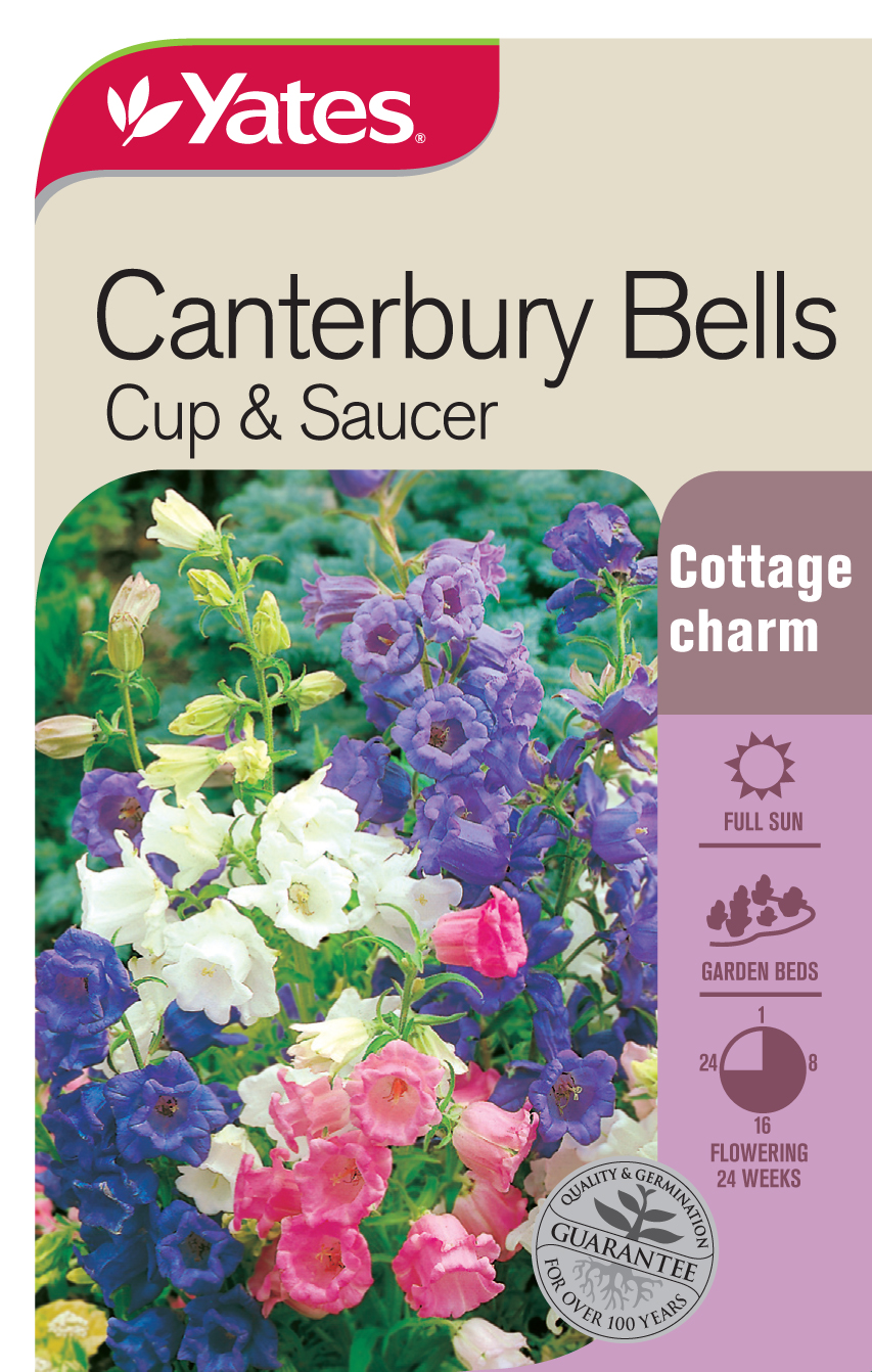 Canterbury Bells 'Cup & Saucer'