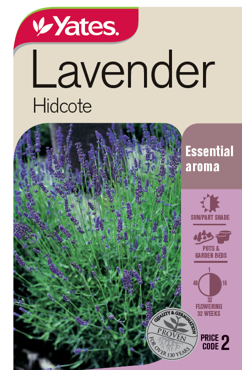 Lavender 'Hidcote'