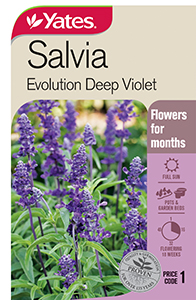 Yates Y35 970 Salvia Evolution Deep Violet 2021