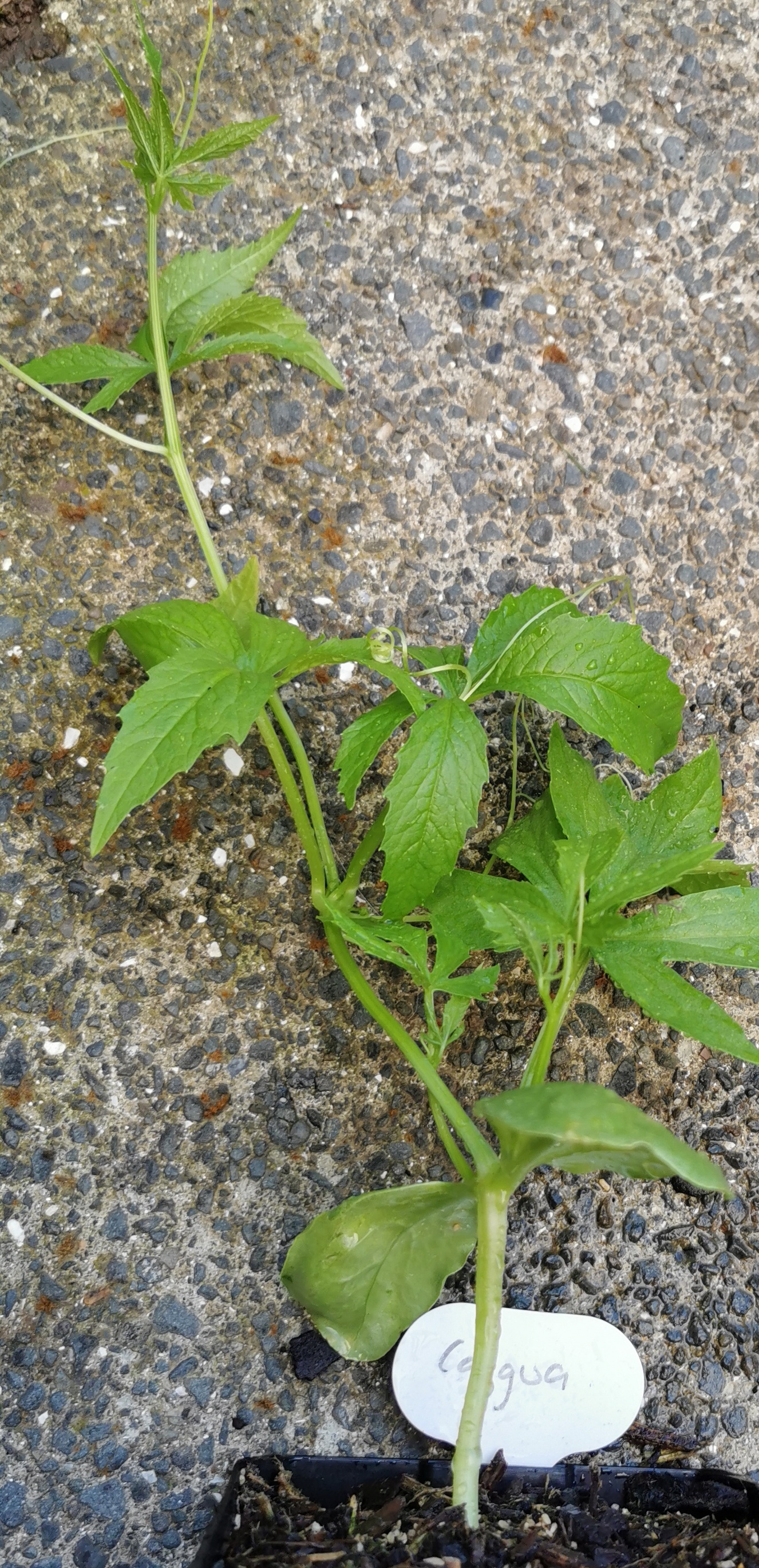 Ciagua, Slipper Gourd