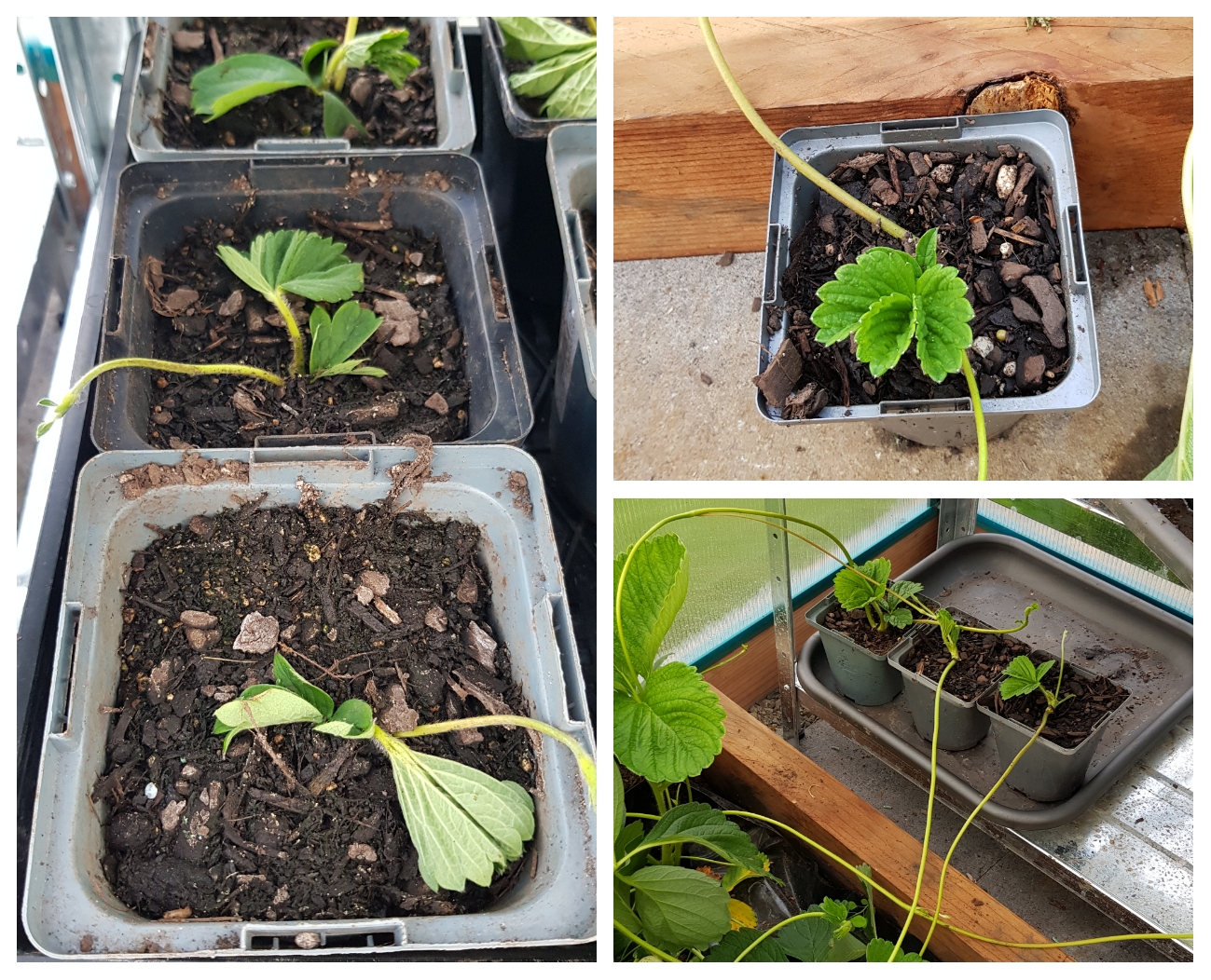 Raising The Next Generation 