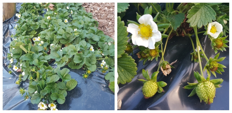 Doing it like the pros