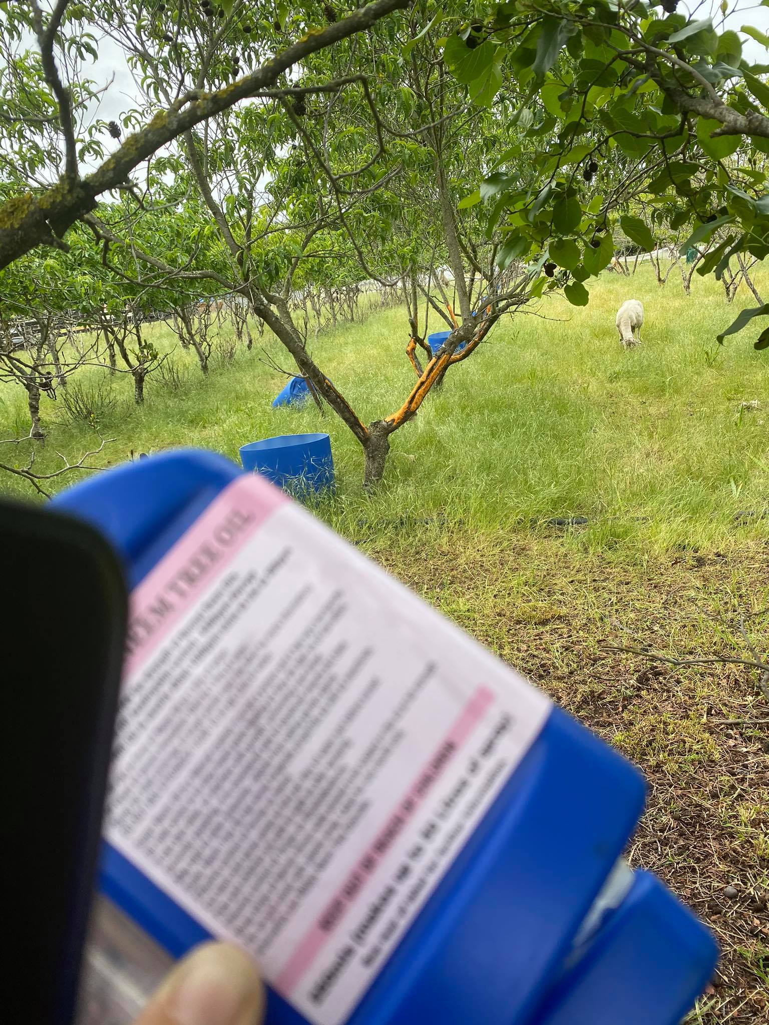 Dealing with BIG pests 