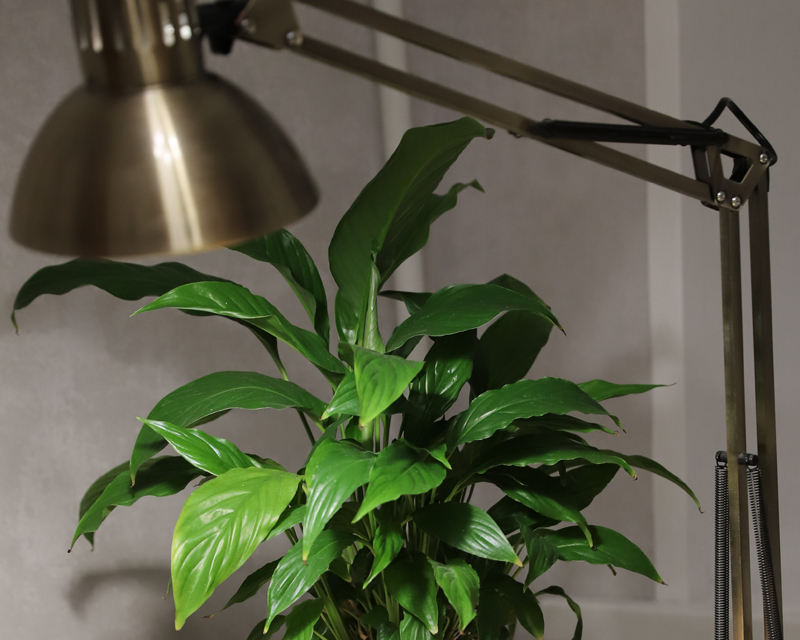 Peace Lily