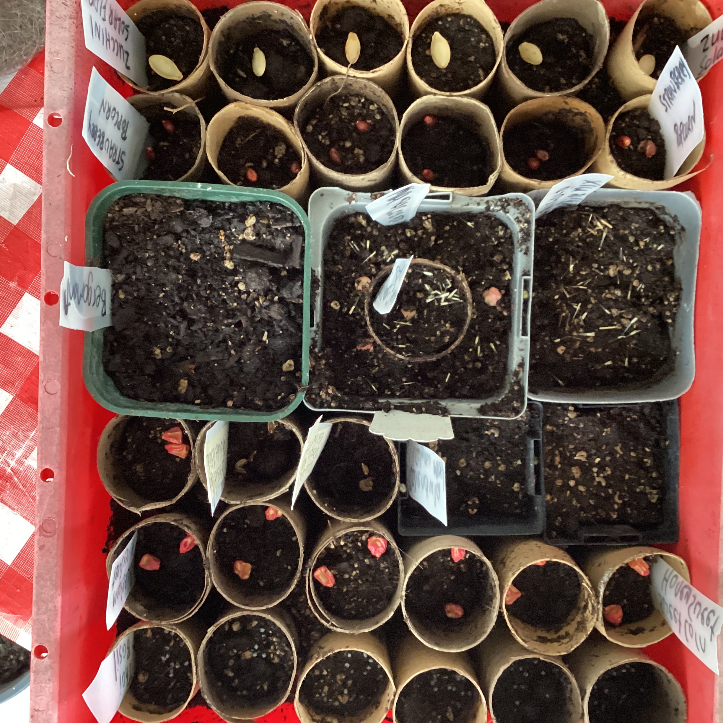 Saturday Seed Sowing 🥳