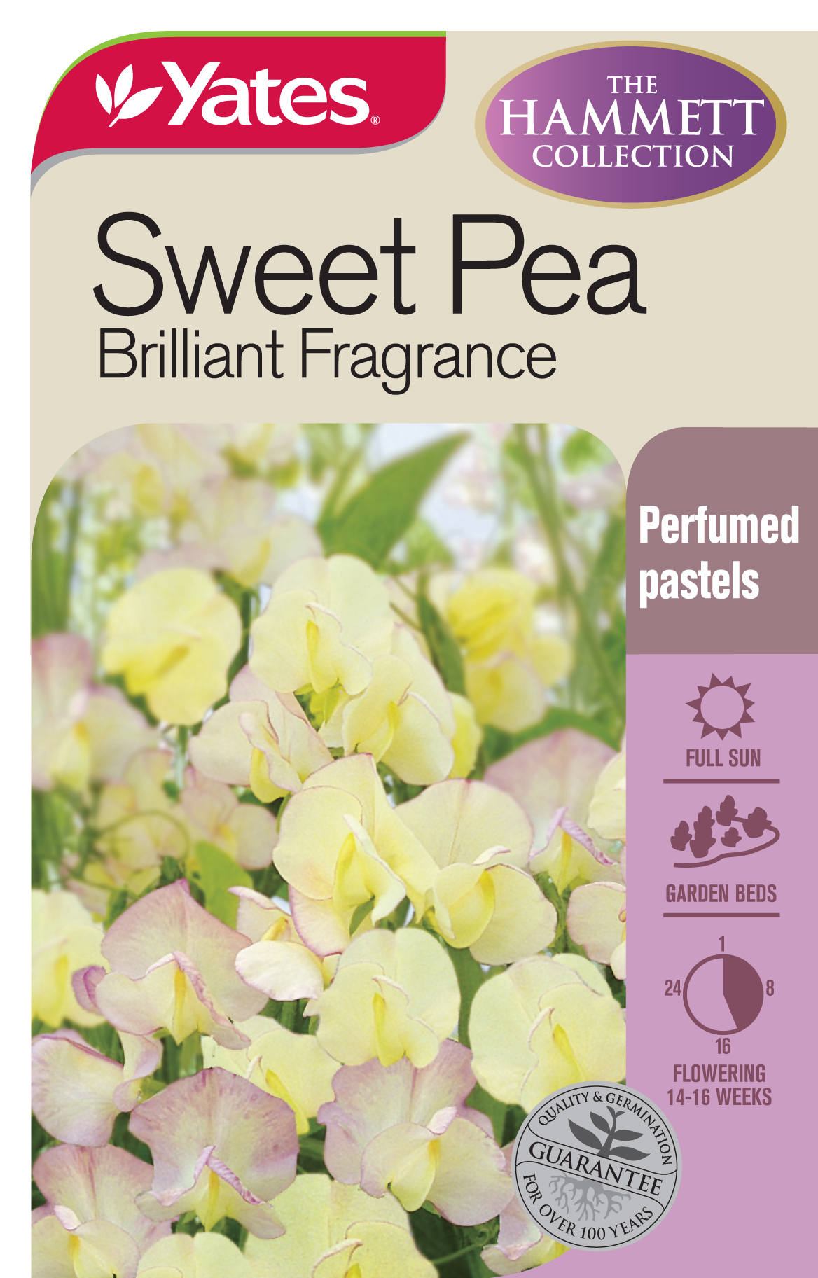 Sweet Pea 'Brilliant Fragrance'