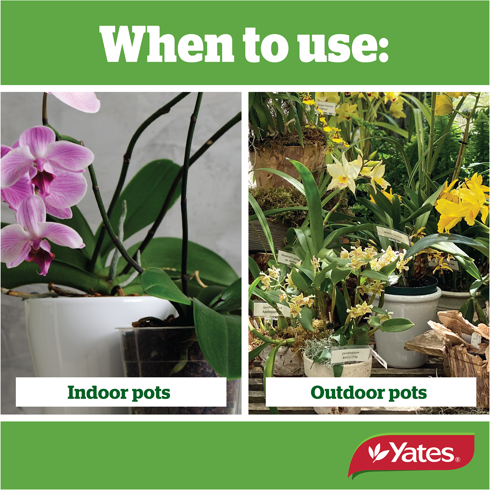 Yates Thrive Orchid Mix V2 06