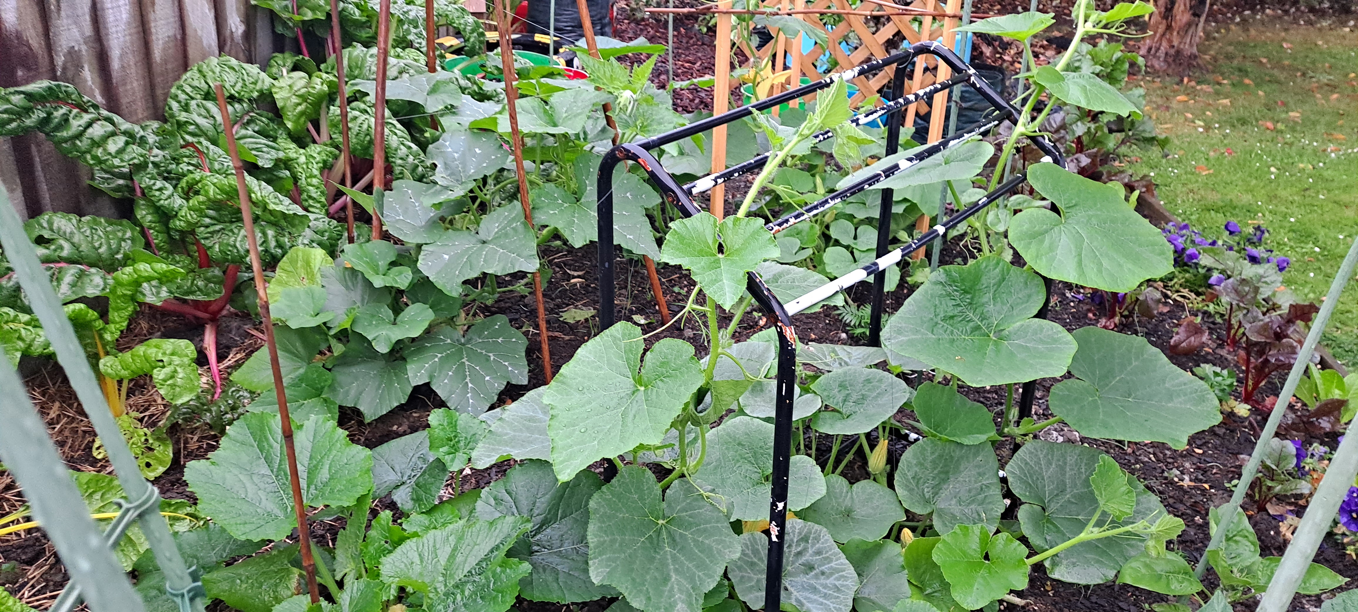 A Walk for Enjoyment