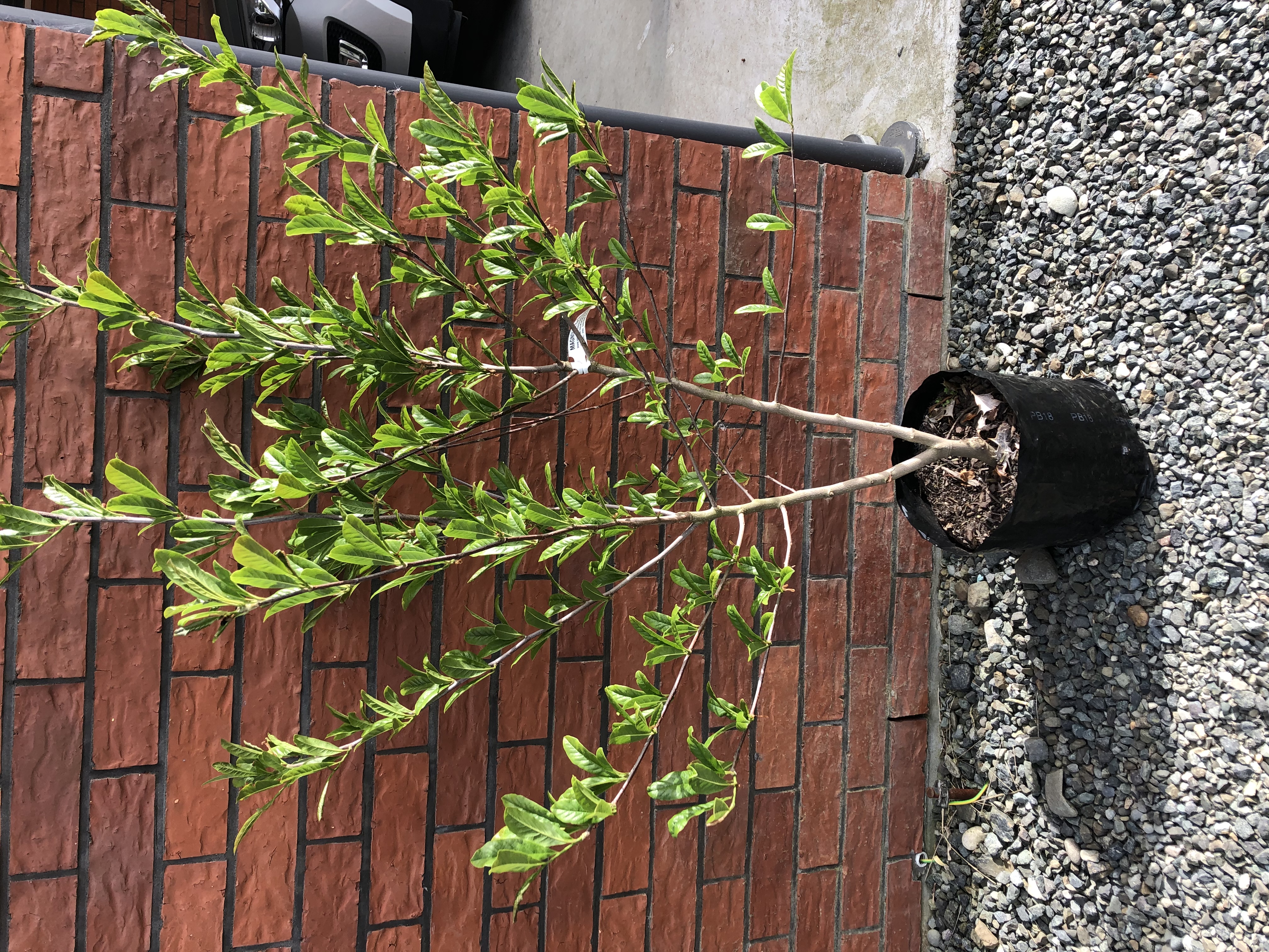 In memory of our Royal Star