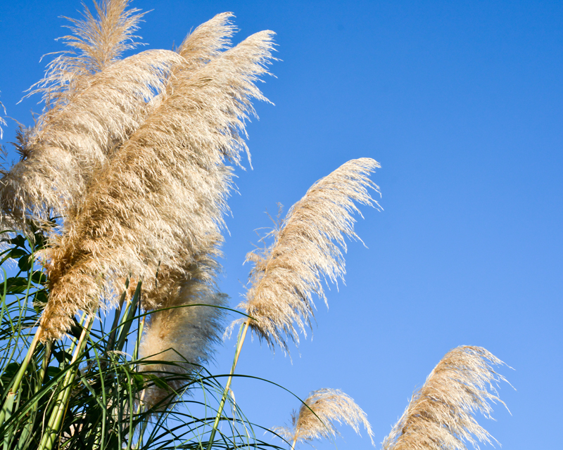 Pampas Grass
