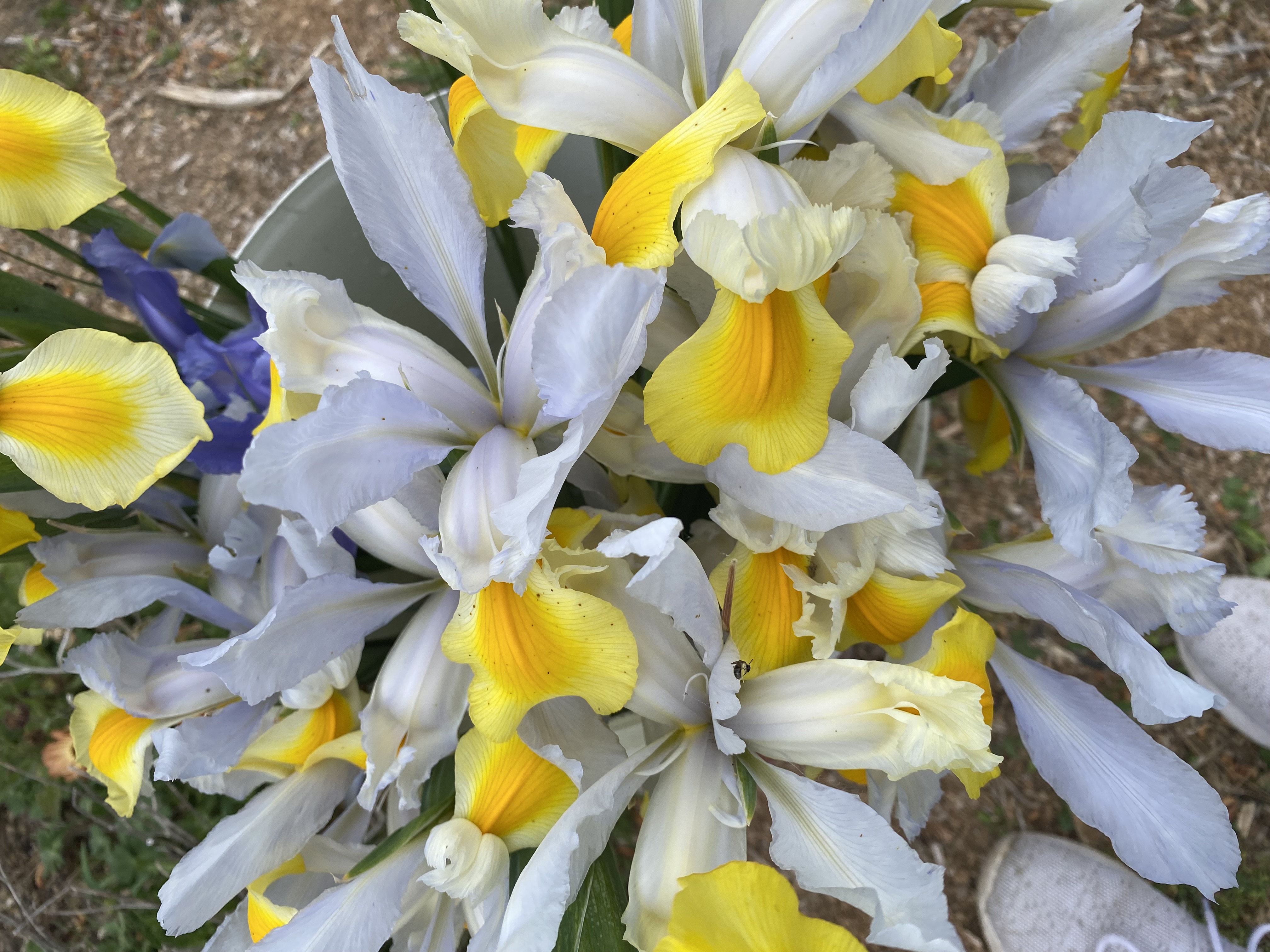 Flowers to say thanks 