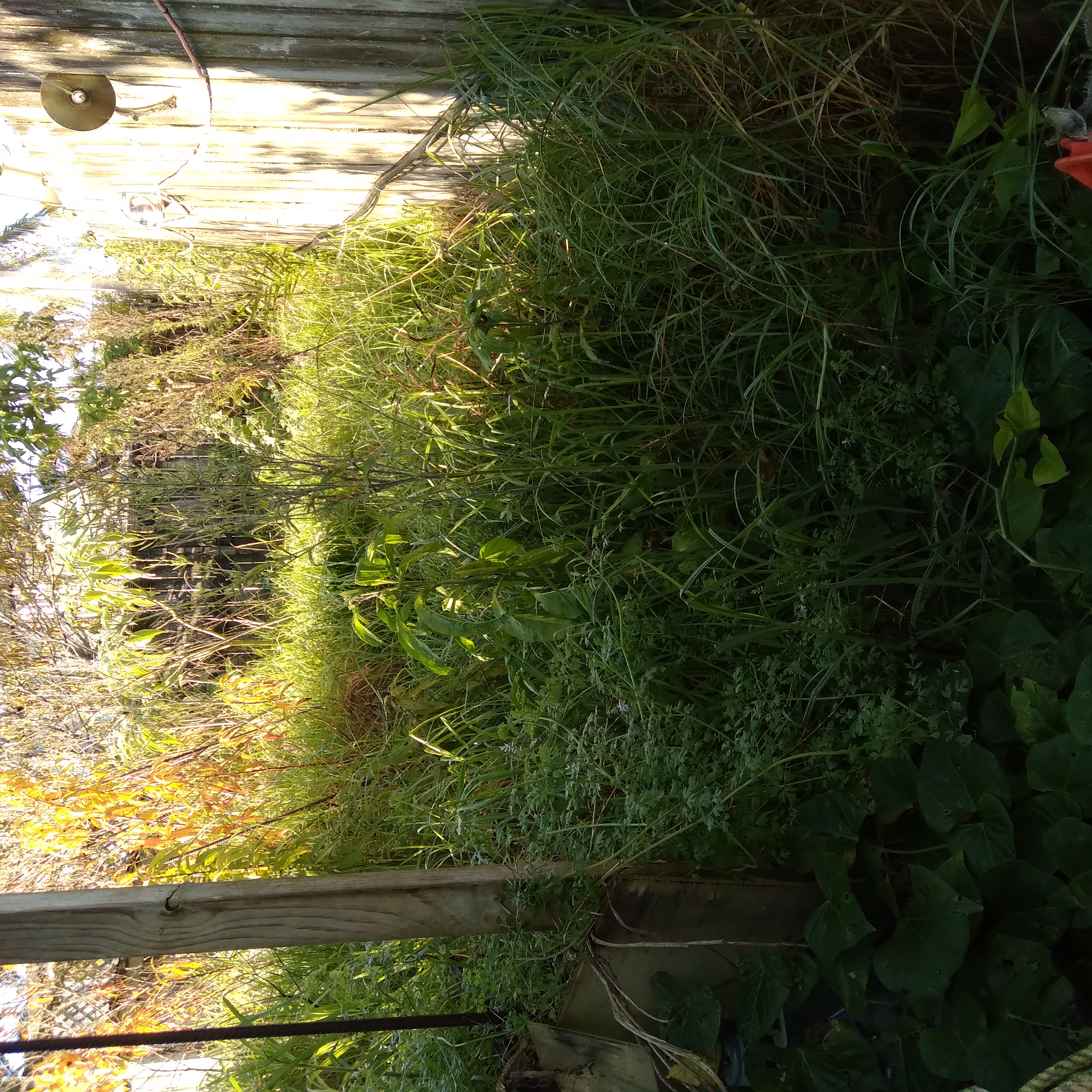 Jungle Jane's Jungle 🤣