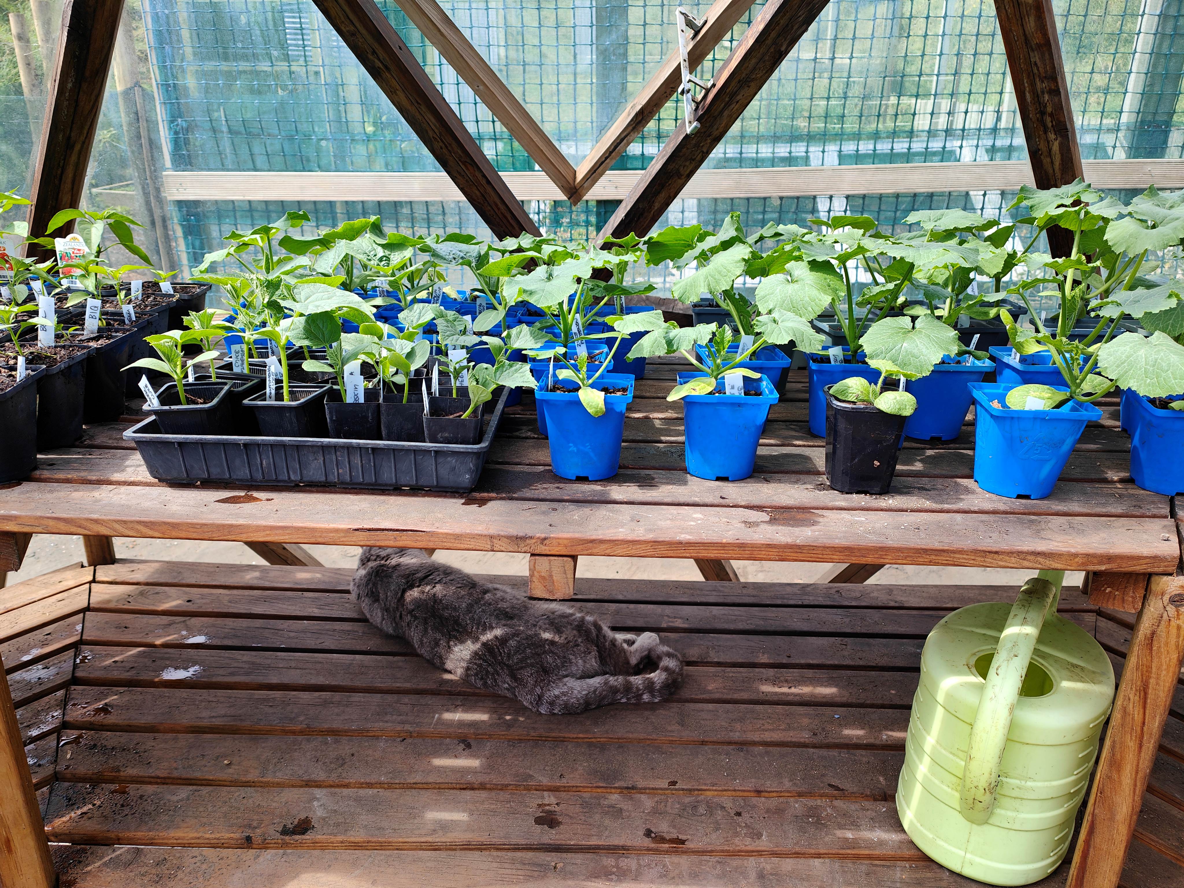 'Vegies...Better Homegrown'