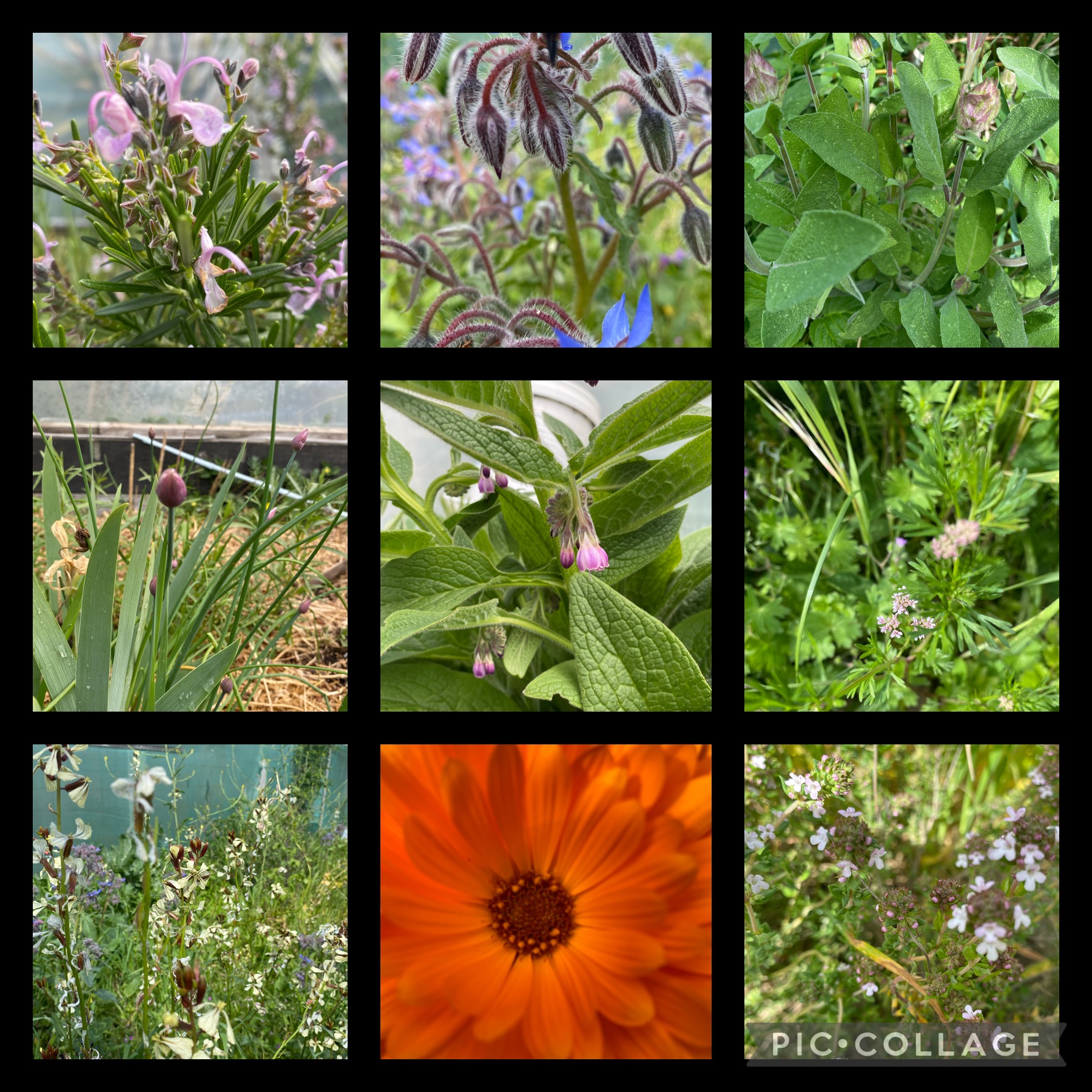 For the love of herbs 