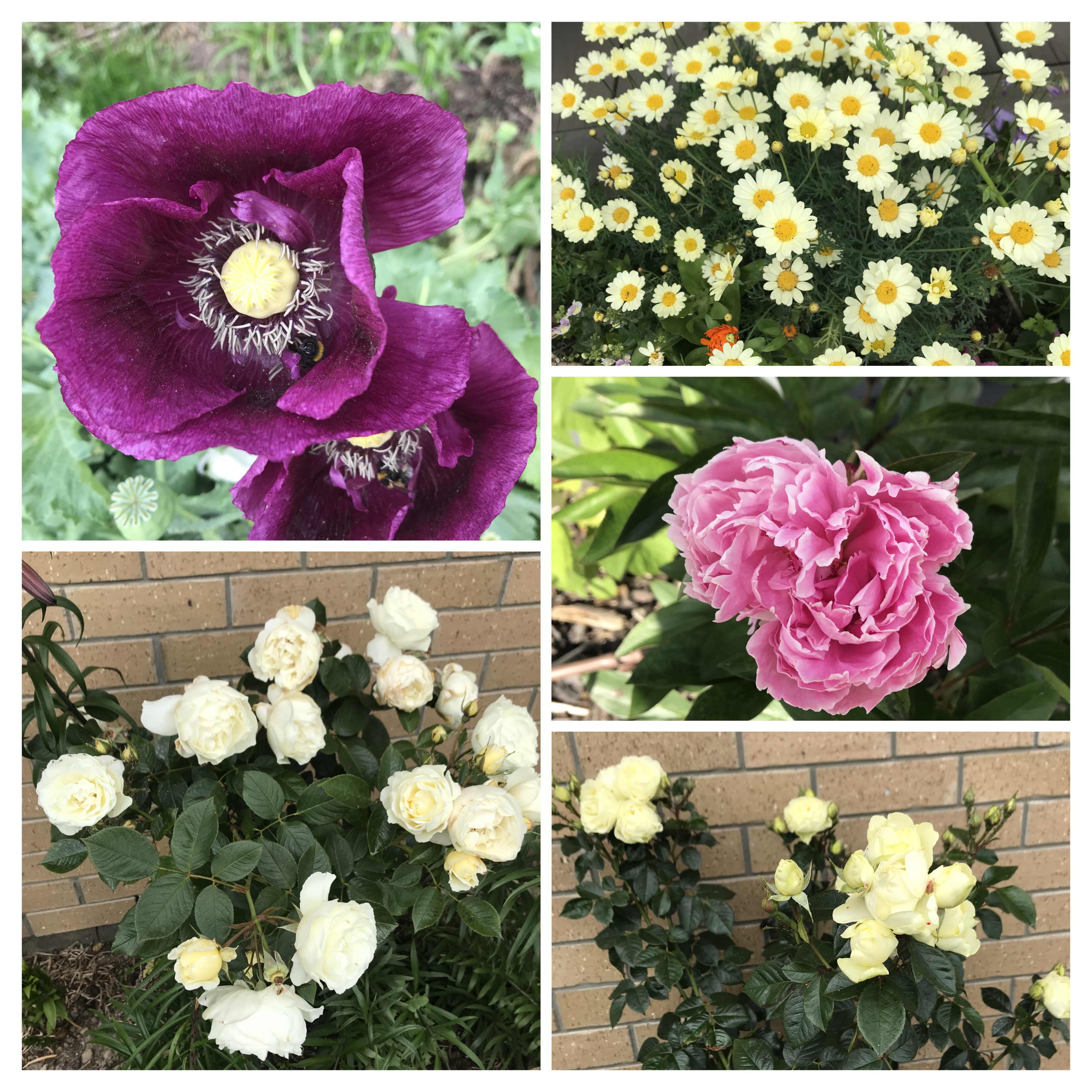 Flowers putting on a lovely display 