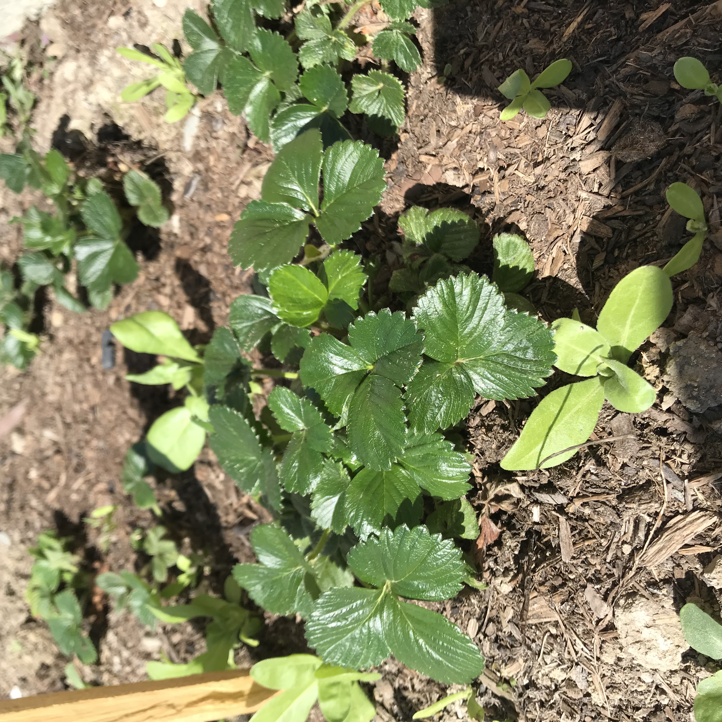 Strawberries we love them 