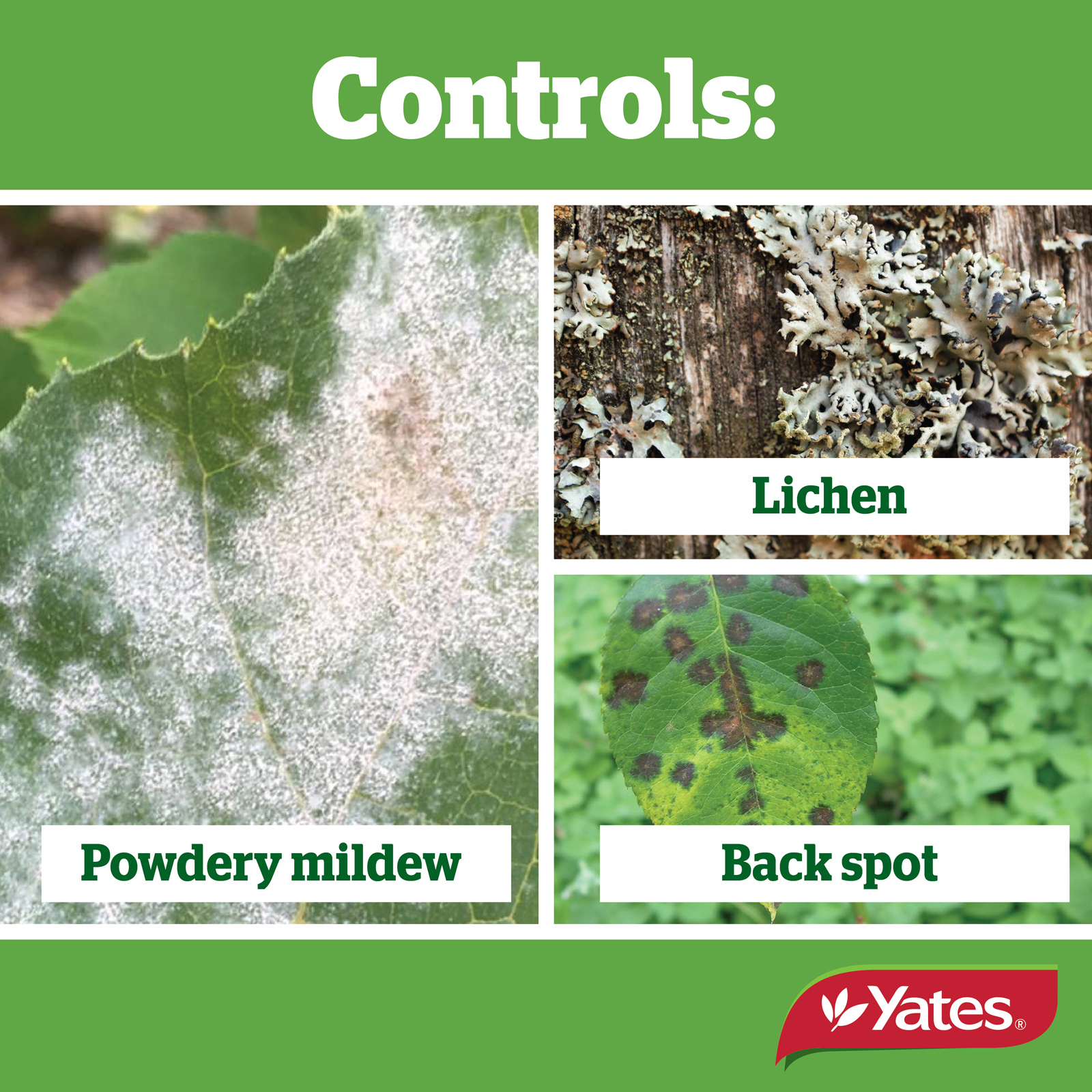 Yates Web Info LIME SULFUR V2 04