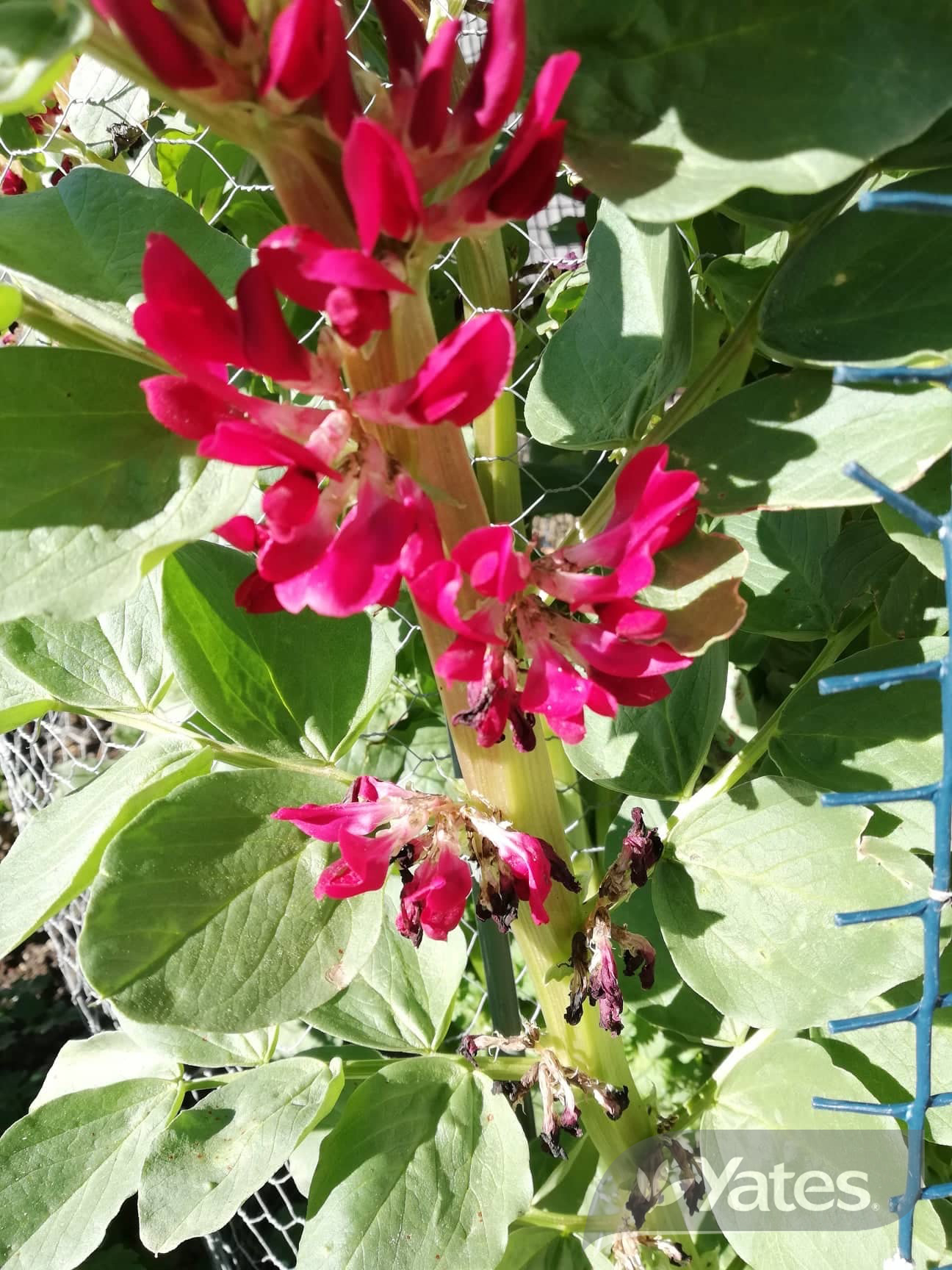 Huey Red Flowering Broad Bean Product In Situ
