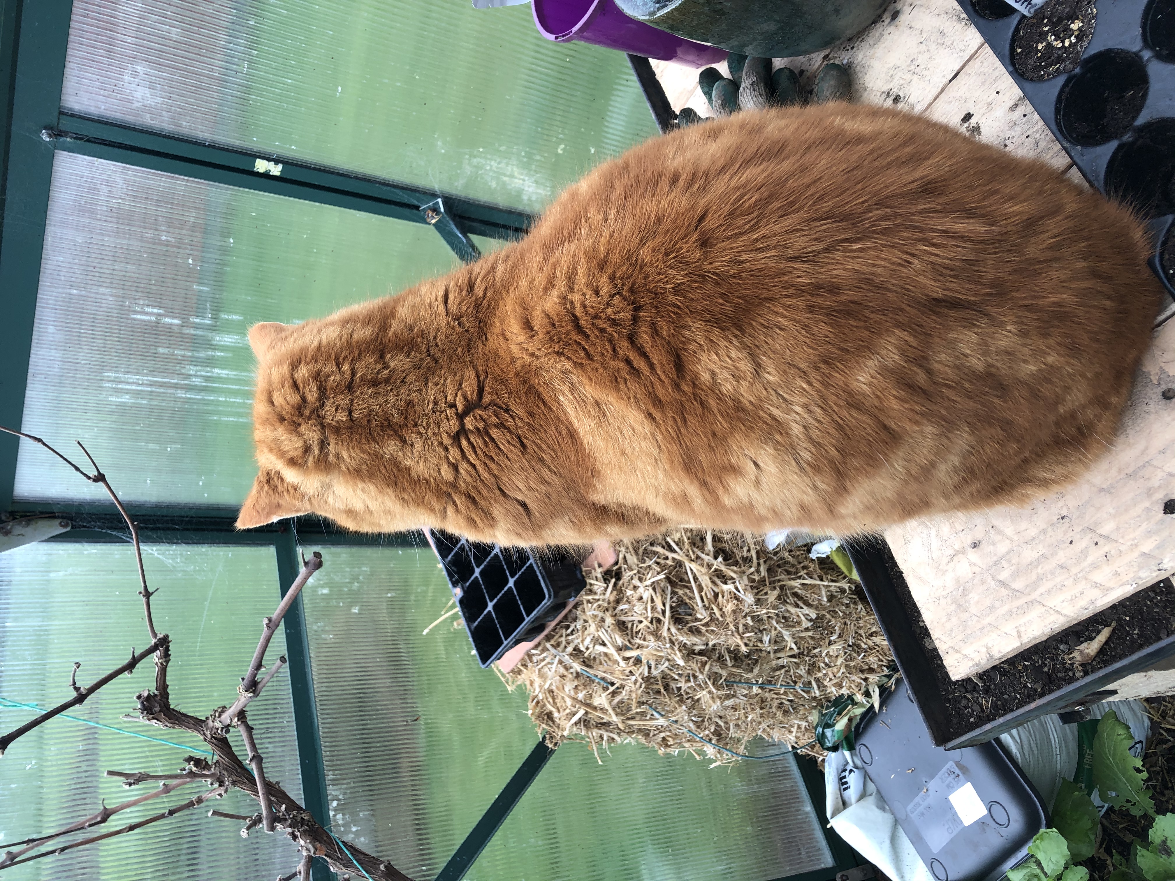 Pricking out seedlings
