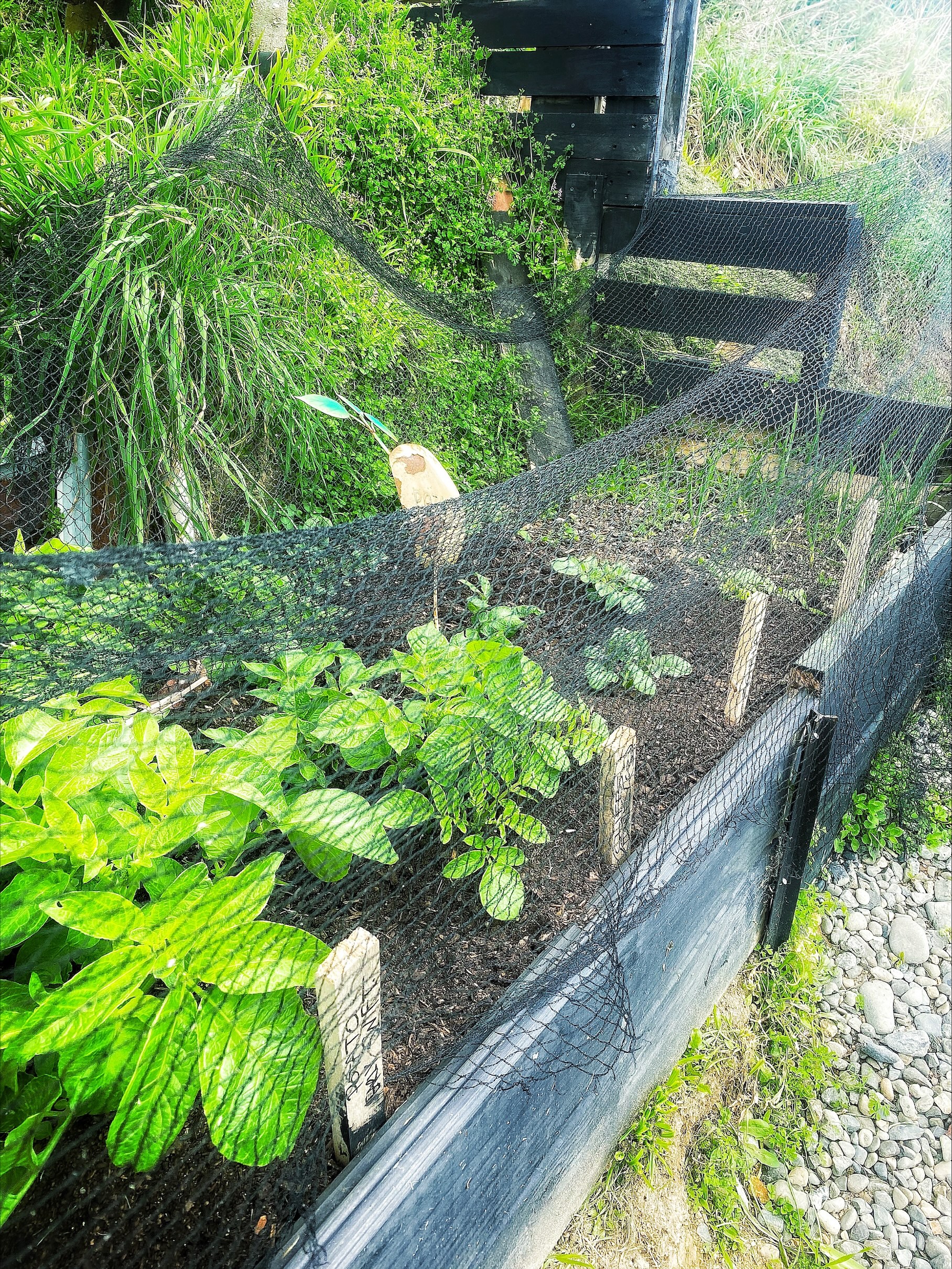 SPUDS...is there anything better?