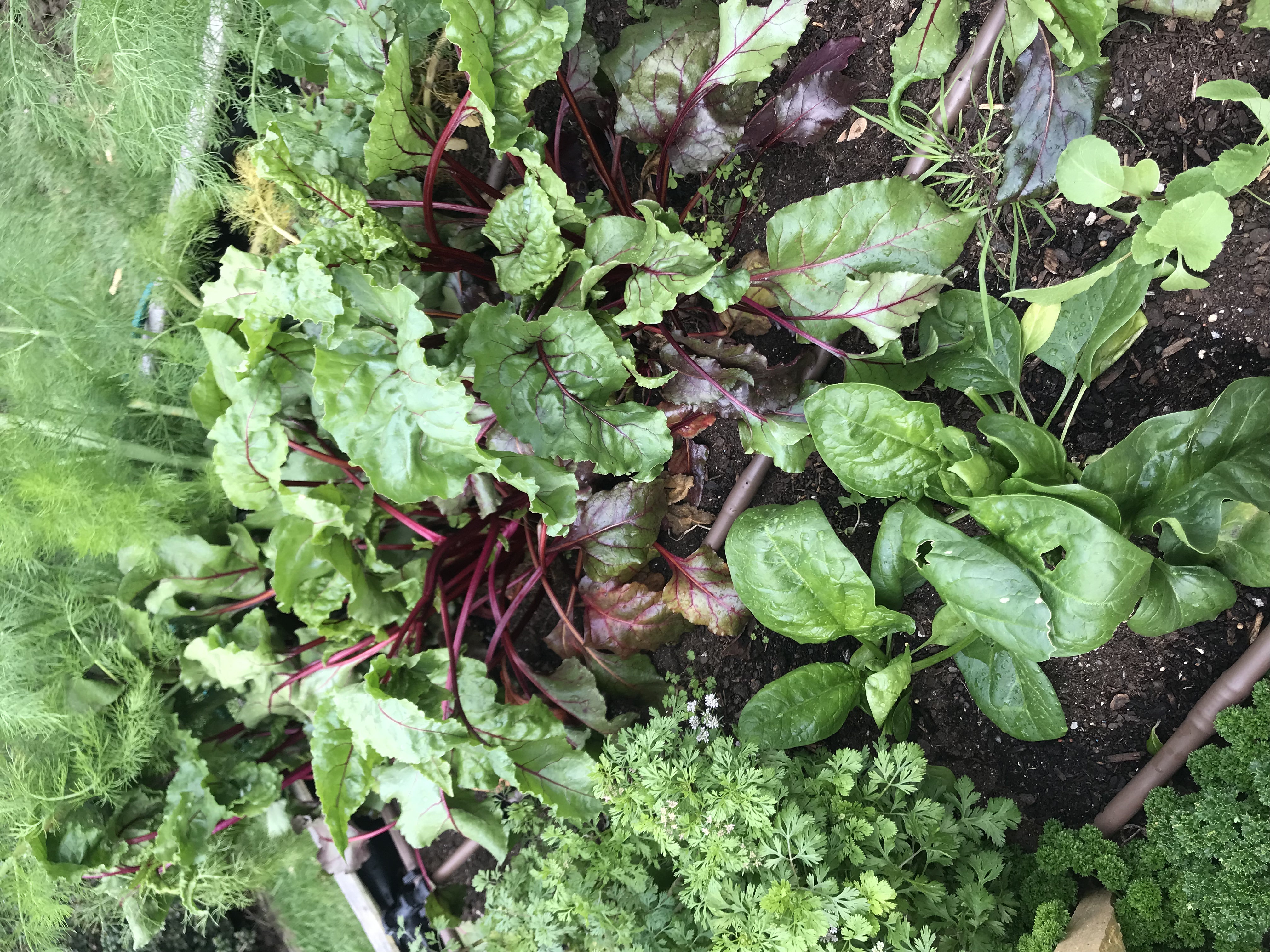 Spring garden producing nicely 