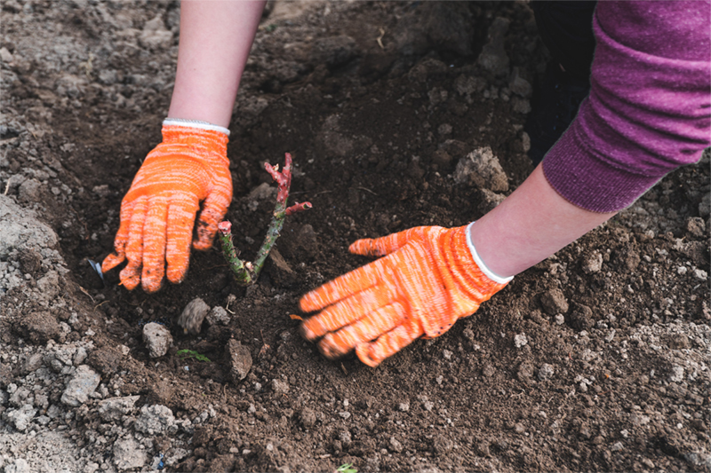 Winter is Rose Planting Season