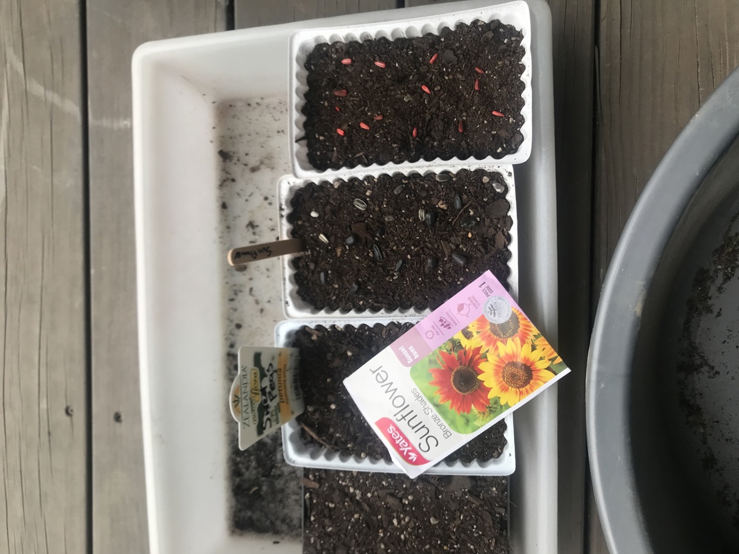 Planting Sunflower seeds
