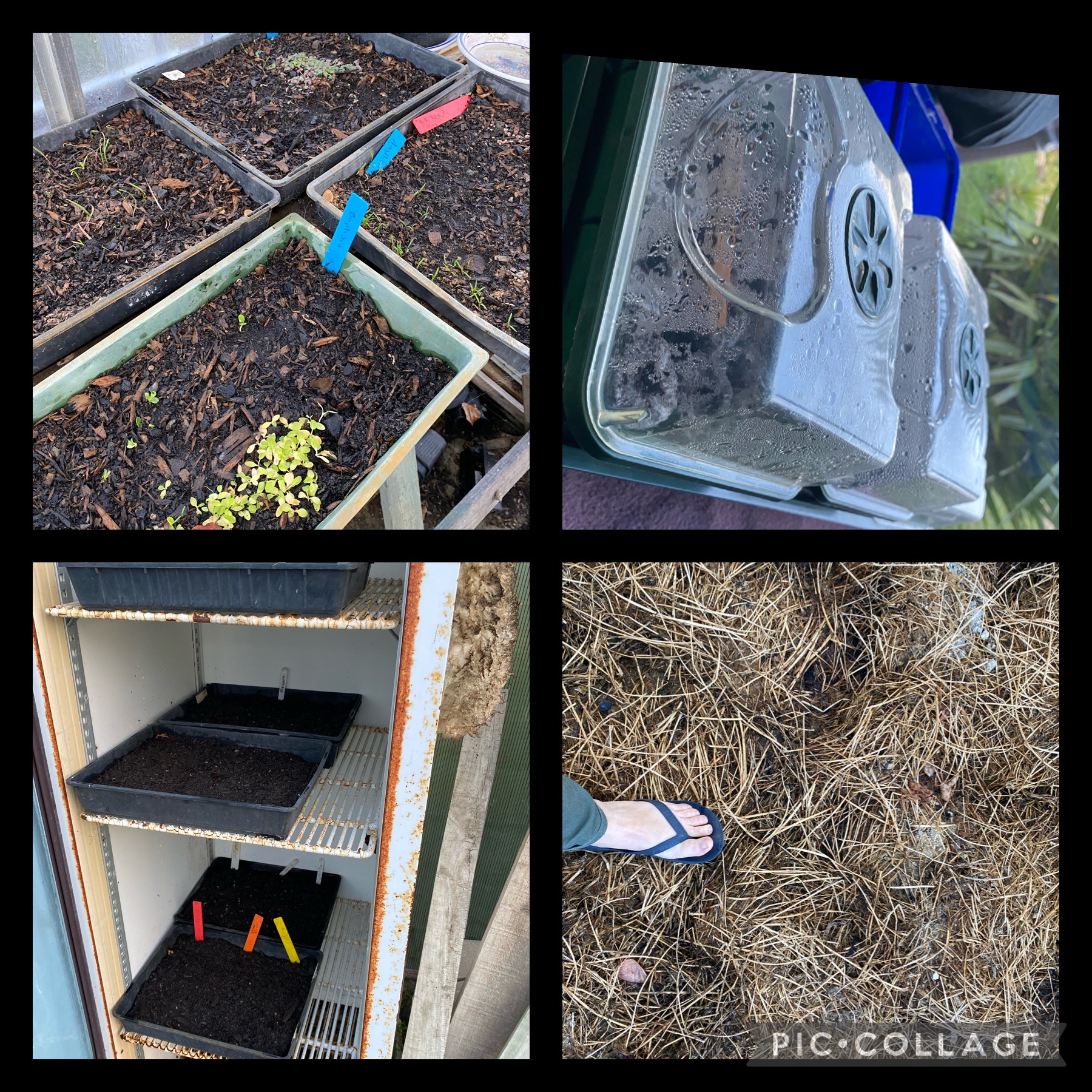 With mulch excitement I wet my plants 